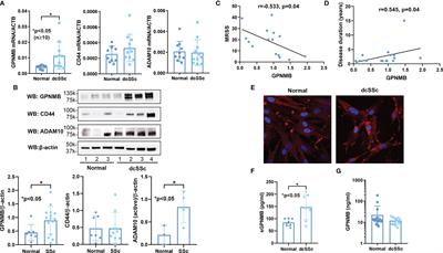 Frontiers | Functional Characterization Of Glycoprotein Nonmetastatic ...